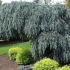 Świerk glauca pendula